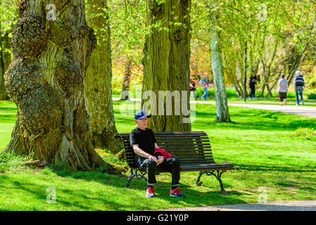 Ronneby, Schweden - 8. Mai 2016: Ältere männliche Person sitzen im Schatten auf einer Parkbank unter einem großen Baum. Echte Menschen in everyd Stockfoto