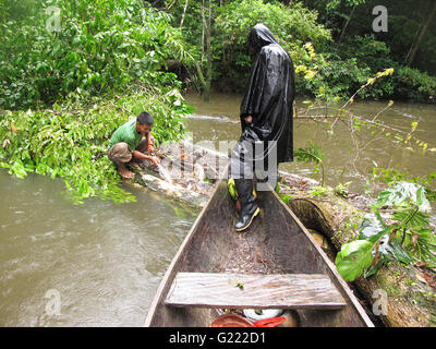 Matses Schneiden eines Baumes in Yavari Fluss. Amazon. Peru Stockfoto