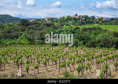 Weinberge mit frischen grünen Reben und entfernten kleinen Dorf, Languedoc Herault Frankreich Stockfoto