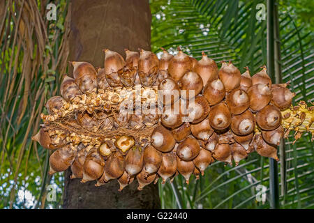 Eine teilweise gegessen Paranuss (Bertholletia Excelsa) Pod Belem Brasilien Stockfoto