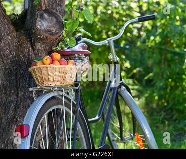 Korb mit saftigen Reifen Aprikosen auf Fahrrad im Garten Stockfoto