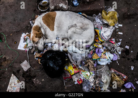 Streunender Hund schlafen auf einem Haufen Müll, Delhi, Indien Stockfoto