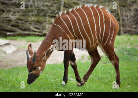 Östlichen Bongo (Tragelaphus Eurycerus Isaaci), auch bekannt als der Berg Bongo am Zoo Prag. Stockfoto