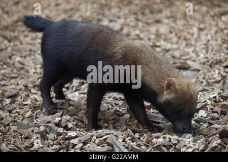 Busch-Hund (Speothossogar Venaticus) am Zoo Prag. Stockfoto