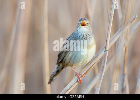 Gemeinsamen Grasshopper Warbler (Locustella Naevia) singen im Schilf, Niederlande Stockfoto