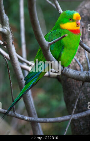 Schildsittich (Polytelis Swainsonii), auch bekannt als die Barraband Papageien im Zoo Prag. Stockfoto