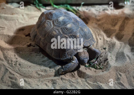 Texas Schildkröte (Gopherus Berlandieri-) am Zoo Prag. Stockfoto