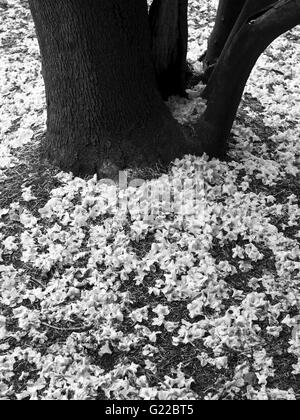 Rhododendron Blätter auf dem Boden um einen Baumstamm Stockfoto