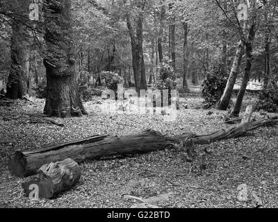 Baum im Wald gefallen, gefangen in schwarz / weiß Stockfoto