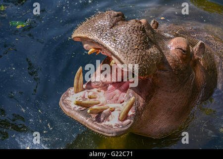 Nilpferd Essen auf der Oberfläche in der Sonne warten Stockfoto