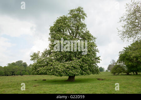 Herrliche einsame Rosskastanie Baum auf einer Parklandschaft Stockfoto