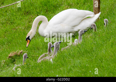 Cygnets mit weiblichen Höckerschwan (Cygnus Olor) am Hang. Stift-Schwan mit einem ungewöhnlich großen Gruppe von acht Cygnets am Hang Stockfoto