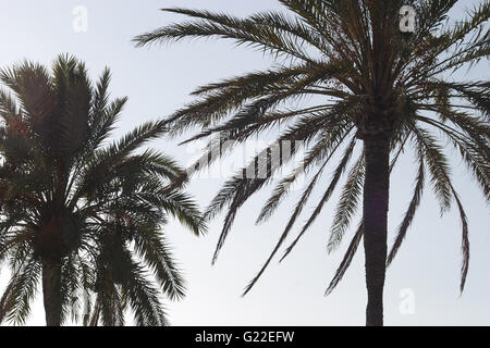 eine wunderschöne poetische Detailabbildung zwei Palmen an der Strandpromenade von Palma gedreht von unten gegen einen klaren, blauen Himmel, Palma Stockfoto