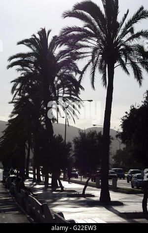 ein schönes poetisches Bild Silhouette Palmen an der Strandpromenade von Palma, Palma De Mallorca, Spanien, am Meer, Tourismus, Urlaub Stockfoto