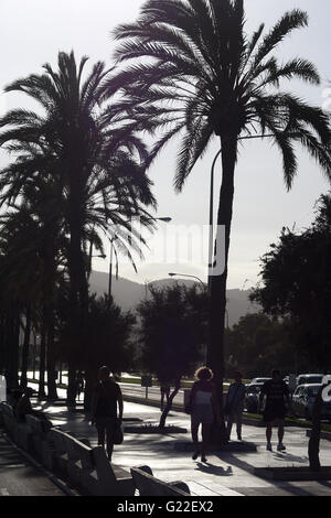 ein schönes poetisches Bild Silhouette Palmen an der Strandpromenade von Palma, Palma De Mallorca, Spanien, am Meer, Tourismus, Urlaub Stockfoto