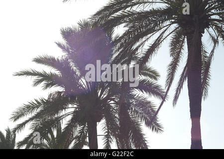 eine wunderschöne poetische Detailabbildung Palmen an der Strandpromenade von Palma, Palma De Mallorca, Spanien, am Meer, Tourismus, Urlaub Stockfoto