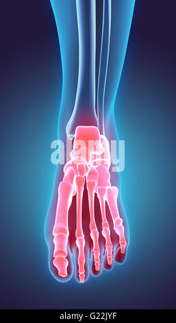 3D Abbildung des Fuß-Skelett - Teil des menschlichen Skeletts. Stockfoto