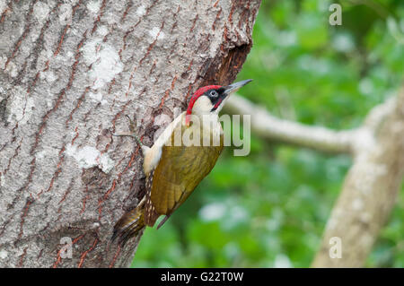 Grünspecht (Picus Viridis) nahe dem Eingang des Nestes männlich Stockfoto