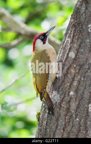 Einen männlichen Grünspecht (Picus Viridis) sitzen auf einem Baumstamm Stockfoto