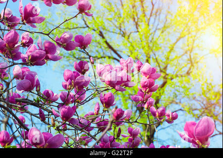 Blühenden Magnolie mit großen rosa Blüten Stockfoto