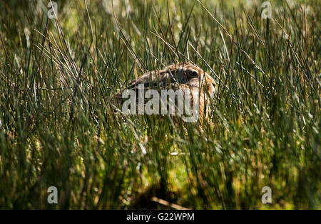 Braun Feldhase versteckt in Binsen, Whitewell, Lancashire. Stockfoto