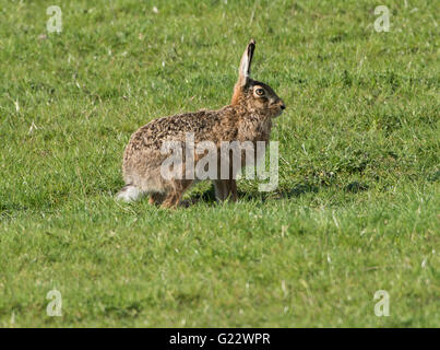 Europäischer brauner Haie auf einem Feld, Whitewell, Lancashire. GROSSBRITANNIEN Stockfoto