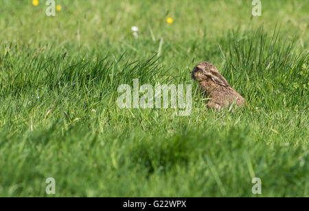 European Brown Hare Leveret in einem Rasen Feld, Bleasdale, Lancashire. Stockfoto