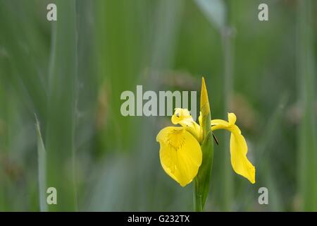 Eriskircher, Deutschland. 22. Mai 2016. Eine gelbe Iris (Iris Pseudacorus) blüht am Bodensee im Schilf in Eriskircher, Deutschland, 22. Mai 2016. Die Schwertlilien blühen von Mitte Mai bis Mitte Juni auf dem Bodensee. Foto: FELIX KAESTLE/Dpa/Alamy Live News Stockfoto