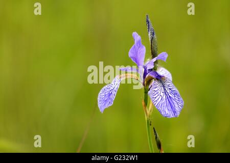 Eriskircher, Deutschland. 22. Mai 2016. Eine Sibirische Schwertlilie (Iris Sibirica) blüht am Bodensee im Schilf in Eriskircher, Deutschland, 22. Mai 2016. Die sibirischen Schwertlilien blühen auf dem Bodensee von Mitte Mai bis Mitte Juni. Foto: FELIX KAESTLE/Dpa/Alamy Live News Stockfoto