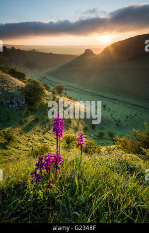 Cressbrook Dale, Peak District National Park. Derbyshire, UK. 23. Mai 2016. UK-Wetter: Die Sonne bricht über Peter Stein in Cressbrook Dale und eine Gruppe von frühen lila Orchideen backlights. Einem schönen Frühlingsmorgen im Peak District National Park. Derbyshire, England, Vereinigtes Königreich. Bildnachweis: Graham Dunn/Alamy Live-Nachrichten Stockfoto