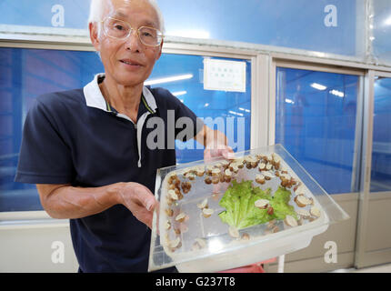 Matsusaka, Japan. 23. Mai 2016. Toshihide Takase, eines japanischen Eisen-Fabrikanten, Burgandy Babyschnecken zeigt als bedrohte Art in Frankreich bei seinem Anbau bezeichneten fam 'Escargot Farm"in Matsusaka in der Präfektur Mie, Zentraljapan auf Montag, 23. Mai 2016. Takase Suceeded höchster Qualität Escargot de Bourgogne (Helix Pomatia Art) im Jahr 1995 und jetzt 200.000 seltene Schnecken zu kultivieren und Servierplatten der hausgemachten "Escargot à la Bourguignonne" zu züchten (Schnecken in Knoblauchbutter) Besuchern auf seiner Farm. © Yoshio Tsunoda/AFLO/Alamy Live-Nachrichten Stockfoto