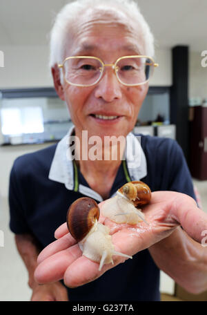 Matsusaka, Japan. 23. Mai 2016. Toshihide Takase, eines japanischen Fabrikanten zeigt Burgandy Schnecken, was bezeichnet man als bedrohte Art in Frankreich bei seinem Anbau fam 'Escargot Farm"in Matsusaka in der Präfektur Mie, Zentraljapan auf Montag, 23. Mai 2016. Takase Suceeded höchster Qualität Escargot de Bourgogne (Helix Pomatia Art) im Jahr 1995 und jetzt 200.000 seltene Schnecken zu kultivieren und Servierplatten der hausgemachten "Escargot à la Bourguignonne" zu züchten (Schnecken in Knoblauchbutter) Besuchern auf seiner Farm. © Yoshio Tsunoda/AFLO/Alamy Live-Nachrichten Stockfoto