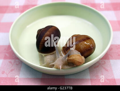 Matsusaka, Japan. 23. Mai 2016. Toshihide Takase, eines japanischen Fabrikanten zeigt Burgandy Schnecken, was bezeichnet man als bedrohte Art in Frankreich bei seinem Anbau fam 'Escargot Farm"in Matsusaka in der Präfektur Mie, Zentraljapan auf Montag, 23. Mai 2016. Takase Suceeded höchster Qualität Escargot de Bourgogne (Helix Pomatia Art) im Jahr 1995 und jetzt 200.000 seltene Schnecken zu kultivieren und Servierplatten der hausgemachten "Escargot à la Bourguignonne" zu züchten (Schnecken in Knoblauchbutter) Besuchern auf seiner Farm. © Yoshio Tsunoda/AFLO/Alamy Live-Nachrichten Stockfoto