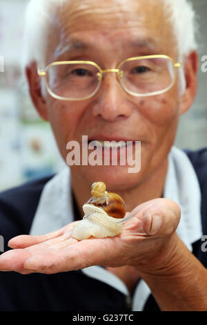 Matsusaka, Japan. 23. Mai 2016. Toshihide Takase, eines japanischen Fabrikanten zeigt Burgandy Schnecken, was bezeichnet man als bedrohte Art in Frankreich bei seinem Anbau fam 'Escargot Farm"in Matsusaka in der Präfektur Mie, Zentraljapan auf Montag, 23. Mai 2016. Takase Suceeded höchster Qualität Escargot de Bourgogne (Helix Pomatia Art) im Jahr 1995 und jetzt 200.000 seltene Schnecken zu kultivieren und Servierplatten der hausgemachten "Escargot à la Bourguignonne" zu züchten (Schnecken in Knoblauchbutter) Besuchern auf seiner Farm. © Yoshio Tsunoda/AFLO/Alamy Live-Nachrichten Stockfoto