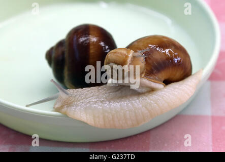 Matsusaka, Japan. 23. Mai 2016. Toshihide Takase, eines japanischen Fabrikanten zeigt Burgandy Schnecken, was bezeichnet man als bedrohte Art in Frankreich bei seinem Anbau fam 'Escargot Farm"in Matsusaka in der Präfektur Mie, Zentraljapan auf Montag, 23. Mai 2016. Takase Suceeded höchster Qualität Escargot de Bourgogne (Helix Pomatia Art) im Jahr 1995 und jetzt 200.000 seltene Schnecken zu kultivieren und Servierplatten der hausgemachten "Escargot à la Bourguignonne" zu züchten (Schnecken in Knoblauchbutter) Besuchern auf seiner Farm. © Yoshio Tsunoda/AFLO/Alamy Live-Nachrichten Stockfoto