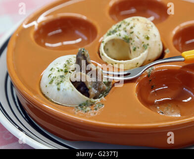 Matsusaka, Japan. 23. Mai 2016. Toshihide Takase, eines japanischen Fabrikanten zeigt Burgandy Schnecken, was bezeichnet man als bedrohte Art in Frankreich bei seinem Anbau fam 'Escargot Farm"in Matsusaka in der Präfektur Mie, Zentraljapan auf Montag, 23. Mai 2016. Takase Suceeded höchster Qualität Escargot de Bourgogne (Helix Pomatia Art) im Jahr 1995 und jetzt 200.000 seltene Schnecken zu kultivieren und Servierplatten der hausgemachten "Escargot à la Bourguignonne" zu züchten (Schnecken in Knoblauchbutter) Besuchern auf seiner Farm. © Yoshio Tsunoda/AFLO/Alamy Live-Nachrichten Stockfoto