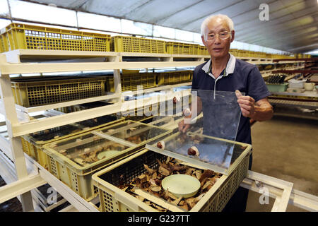 Matsusaka, Japan. 23. Mai 2016. Toshihide Takase, eines japanischen Fabrikanten zeigt Burgandy Schnecken, was bezeichnet man als bedrohte Art in Frankreich bei seinem Anbau fam 'Escargot Farm"in Matsusaka in der Präfektur Mie, Zentraljapan auf Montag, 23. Mai 2016. Takase Suceeded höchster Qualität Escargot de Bourgogne (Helix Pomatia Art) im Jahr 1995 und jetzt 200.000 seltene Schnecken zu kultivieren und Servierplatten der hausgemachten "Escargot à la Bourguignonne" zu züchten (Schnecken in Knoblauchbutter) Besuchern auf seiner Farm. © Yoshio Tsunoda/AFLO/Alamy Live-Nachrichten Stockfoto