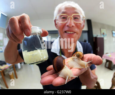 Matsusaka, Japan. 23. Mai 2016. Toshihide Takase, eines japanischen Fabrikanten zeigt Burgandy Schnecken und Eiern, als bedrohte Art in Frankreich bei seinem Anbau bezeichneten fam 'Escargot Farm"in Matsusaka in der Präfektur Mie, Zentraljapan auf Montag, 23. Mai 2016. Takase Suceeded höchster Qualität Escargot de Bourgogne (Helix Pomatia Art) im Jahr 1995 und jetzt 200.000 seltene Schnecken zu kultivieren und Servierplatten der hausgemachten "Escargot à la Bourguignonne" zu züchten (Schnecken in Knoblauchbutter) Besuchern auf seiner Farm. © Yoshio Tsunoda/AFLO/Alamy Live-Nachrichten Stockfoto