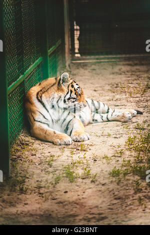 trauriger Tiger in einem Käfig Stockfoto