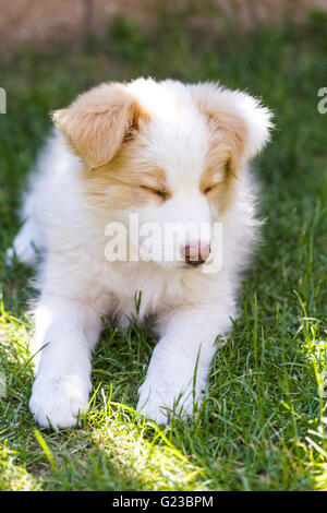 EE roten Border Collie Welpen. Junger Hund draußen auf dem Rasen. Stockfoto