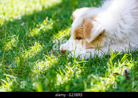 EE roten Border Collie Welpen. Junger Hund draußen auf dem Rasen. Stockfoto