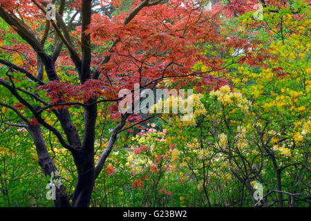 Frühlingsfarben rot Acer Azaleen und Rhododendren im Wald Studium Lodge Gardens Norfolk Mai Stockfoto