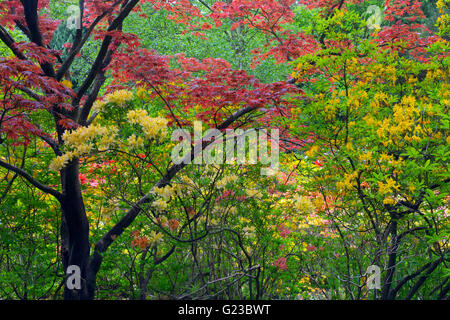 Frühlingsfarben rot Acer Azaleen und Rhododendren im Wald Studium Lodge Gardens Norfolk Mai Stockfoto