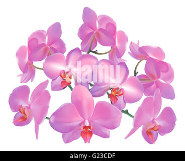 Eine florale Illustration des lila rosa Orchidee blüht Stockfoto