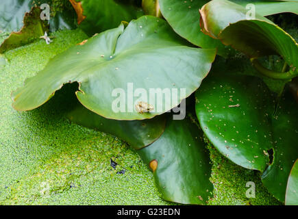 Unreife Grasfrosch (Rana Temporaria) auf Lilly pad Stockfoto