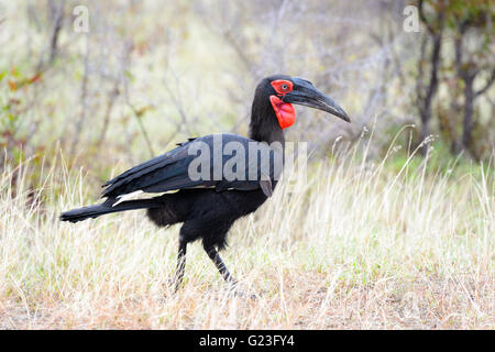 Südlichen Boden - nashornvogel (bucorvus leadbeateri), Krüger Nationalpark, Südafrika Stockfoto