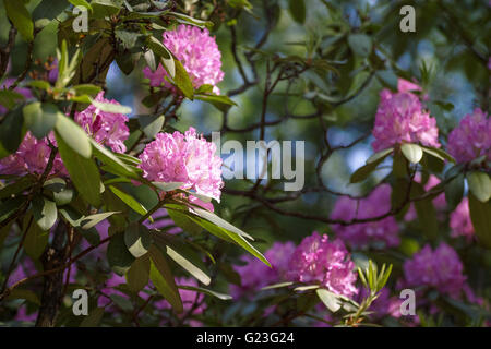 Rosa Azalee Blüte Stockfoto