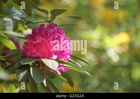 Rosa Azalee Blüte Stockfoto