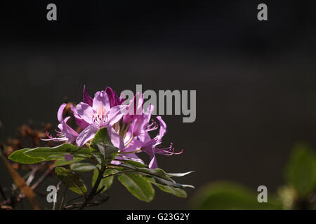 Rosa Azalee Blüte Stockfoto