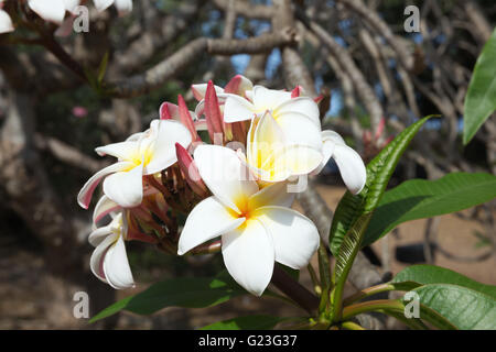 Blüten von Plumeria Rubra in dem Koko-Krater Botanischer Garten Stockfoto